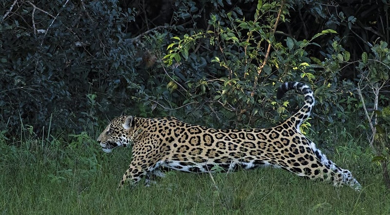 Cerca de 2.095 onças foram catalogadas pelo Projeto Jaguar na região norte do Pantanal, que conta com o apoio da Pousada Piuval - Foto: Projeto Jaguar