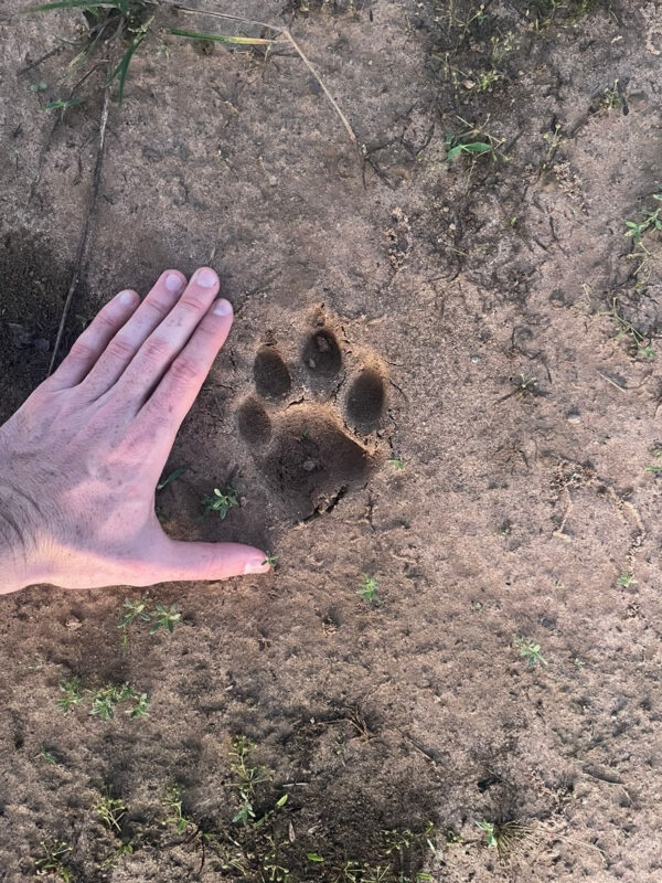 As pegadas da onça-pintada são grandes e bem marcantes - Foto: Projeto Jaguar