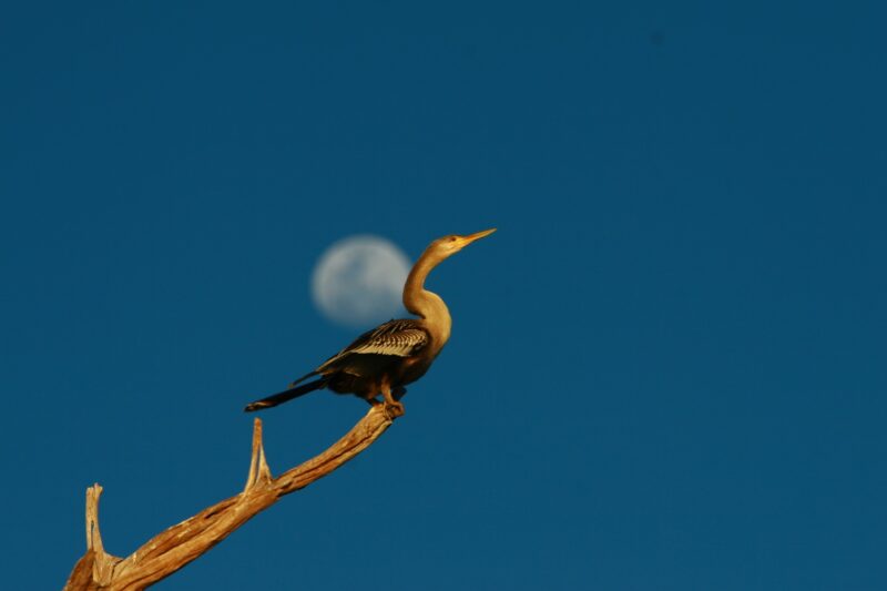 Observação de aves, modalidade de turismo que cresce no Estado – Foto: Manoel Junior – Arquivo
