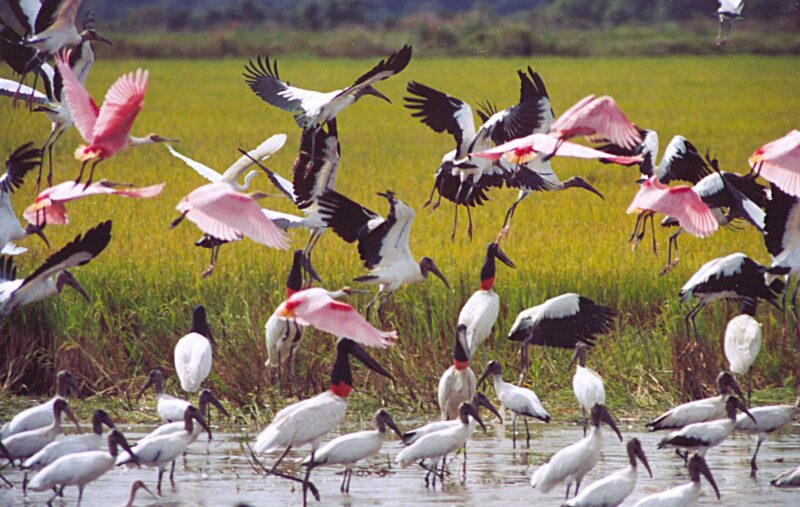 Variedade de aves encanta os amantes na natureza – Foto: Wilson Rodrigues