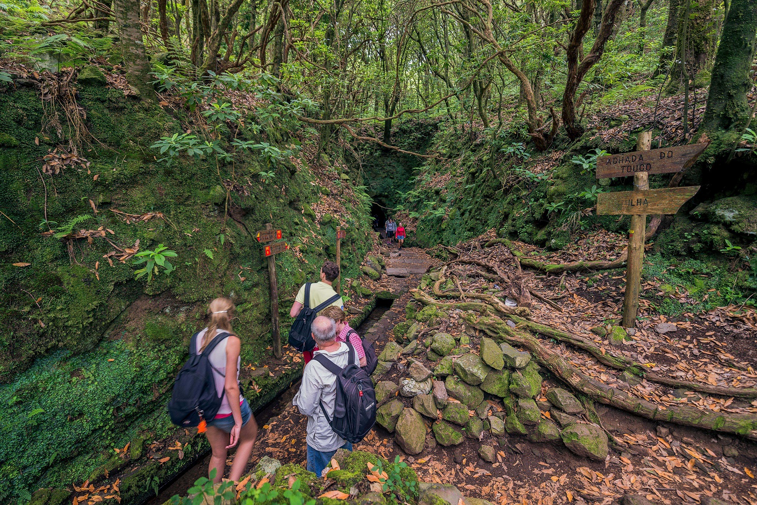 Trilhas que percorrem uma floresta, um  caldeirão Verde entre penhascos e arvoredos intocada – Foto: Divulgação