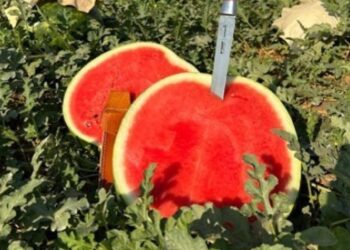 O mercado hortifruti tem vivenciado momentos positivos, com perspectivas climáticas favoráveis e preços estáveis - Foto: Divulgação