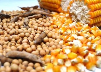 Expectativa de recorde nas produções de soja, milho trigo, sorgo e algodão – Foto: Reprodução