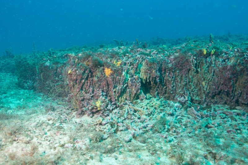 Alta diversidade associada ao recife de coral da Ilha da Queimada Grande - Foto: Leo Francini 