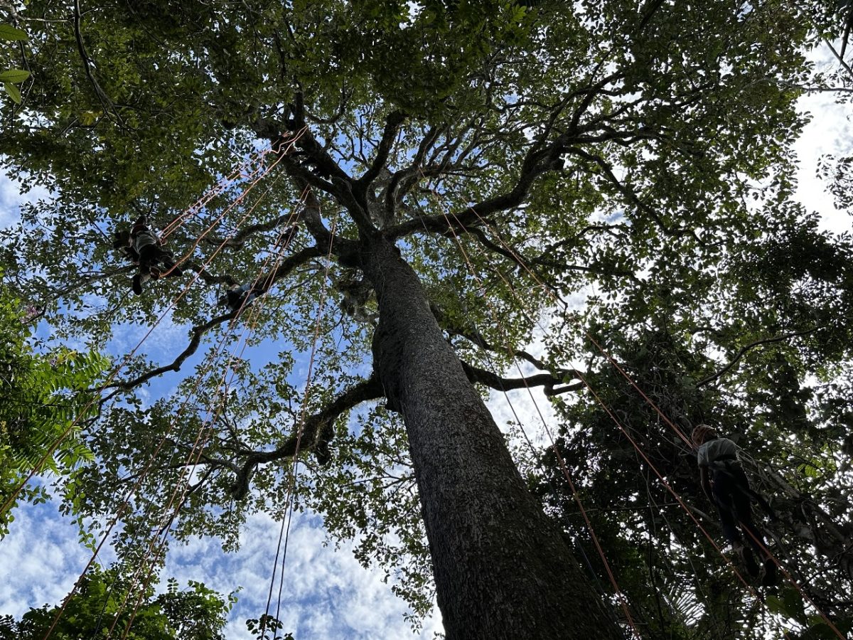 Visitantes podem fazer escalada em árvore no Amazonas – Foto: Divulgação