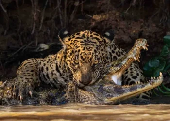 Mais de 395 mil imagens de mais de 220 países e territórios foram inscritas por profissionais e amadores no concurso em 2024 - Foto: Ian Ford