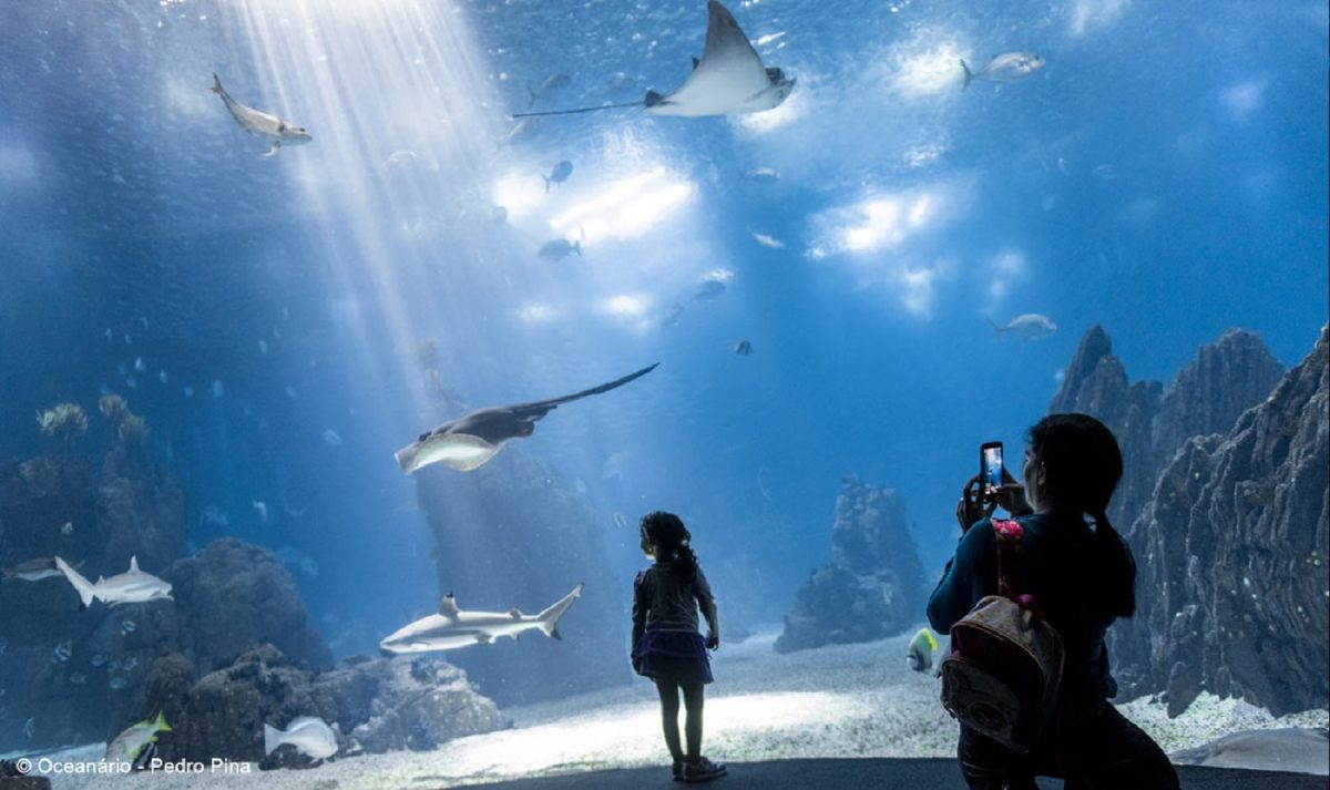 A beleza do Oceanário de Lisboa, o Aquário Central com mais de 5 milhões de litros, representando o Oceano Global - Foto: Divulgação