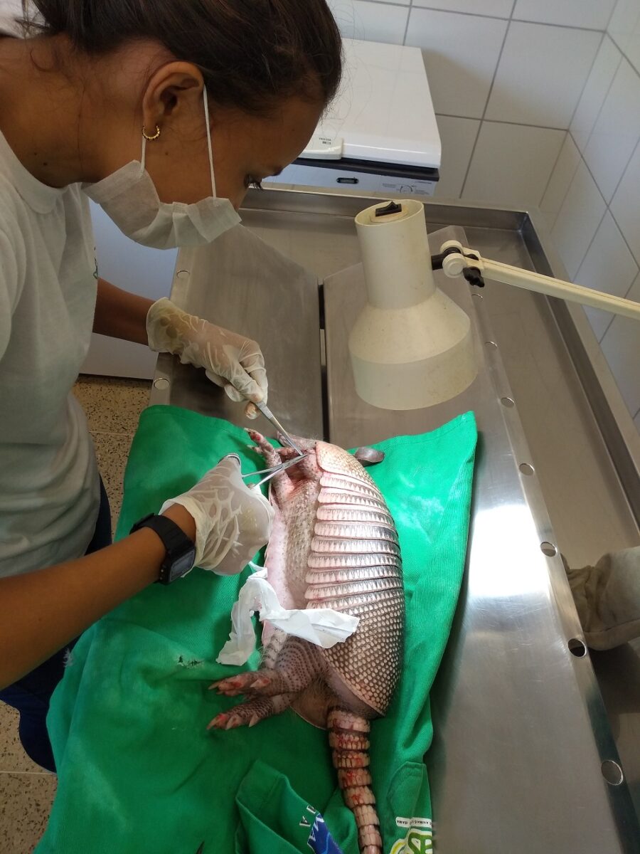 Tatu resgatado durante operação de combate ao tráfico de animais recebe atendimento no CETAS do Ibama Maranhão, destacando a importância da reabilitação para a fauna silvestre - Foto : Ibama