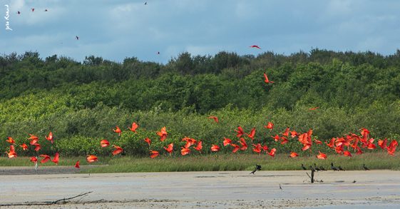 A revoada de Guará enfeita a paisagem do Marajó – Foto: João Ramid