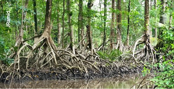 A floresta de mangue é guardiã da biodiversidade e ajuda a combater a crise climática – João Ramid