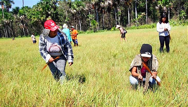 A colheita do capim-dourado é permitida somente uma vez ao ano, entre setembro e novembro – Foto: Mazim Aguiar