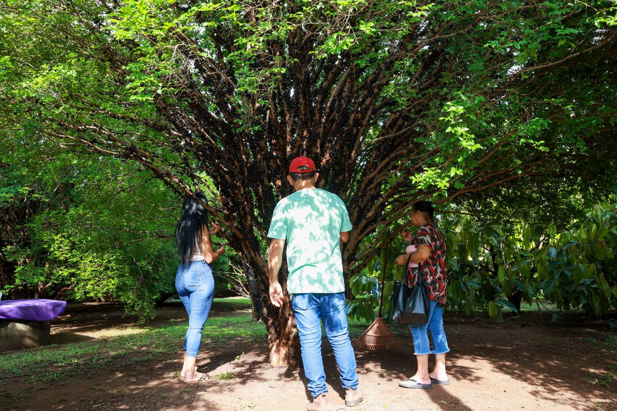 Colher jabuticabas no pé, uma experiência cada vez mais rara nas grandes cidades – Foto: Lia Mara