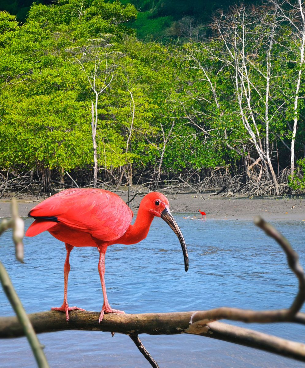 Paço do Lumiar detém uma grandiosidade de área verde, mantendo firme a preservação de toda sua biodiversidade – Foto: Divulgação 