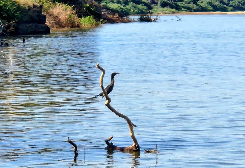 A Ilha do Bananal é a maior ilha genuinamente fluvial do mundo, com cerca de vinte mil quilômetros quadrados de área cercada pelos rios Araguaia e Javaés – Foto: Seleucia Fontes