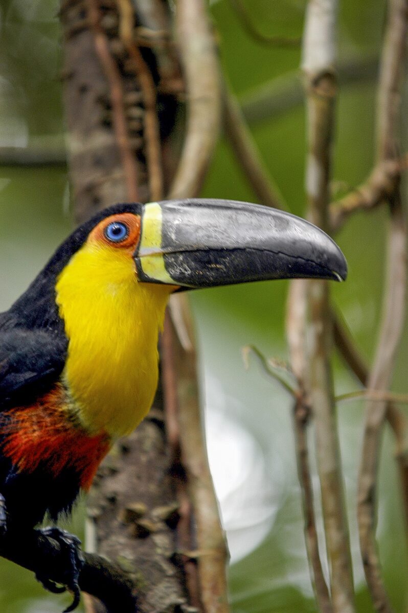 O tucano é famoso pelo seu bico enorme e colorido, com 22 espécies só no Brasil; este da foto é um tucano-de-bico-preto - Foto: João Ramid