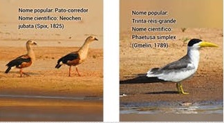 Foto: Gabriel Simões 