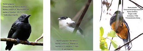 No turismo de observação de aves, além de se encantar com a beleza é possível aprender os nomes populares e científicos e saber origem e comportamento de cada uma espécie de pássaro - Fotos: Ricardo Soares