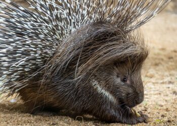 Maior roedor do continente passa a integrar ações educativas sobre fauna da região - Foto: Divulgação