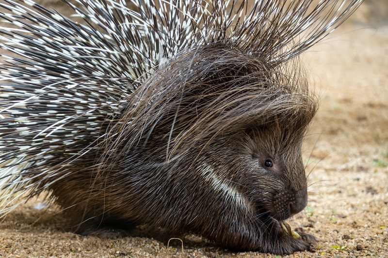 Maior roedor do continente passa a integrar ações educativas sobre fauna da região - Foto: Divulgação